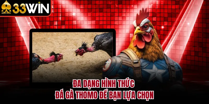 Đa dạng hình thức đá gà thomo để bạn lựa chọn